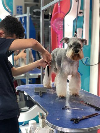 Servicio de peluqeria canina a domicilio