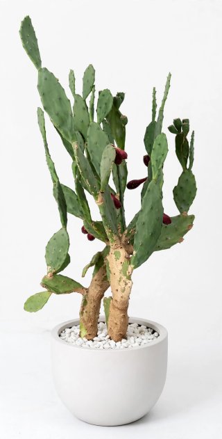 Fico d'India Opuntia Chumbera