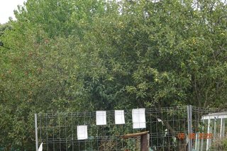 Terreno en venta en Ortigueira