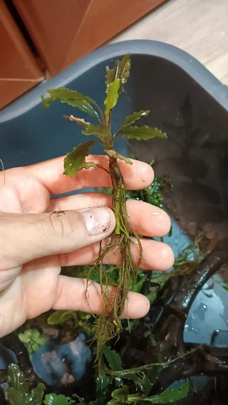 Plantas acuario