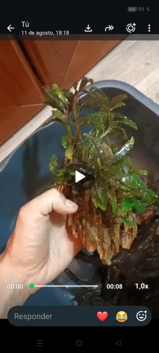 Plantas acuario