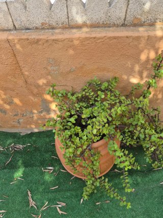 Planta de interior en maceta de barro