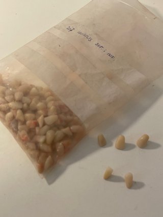 Dientes acrílicos para prótesis dentales