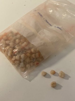 Dientes acrílicos para prótesis dentales