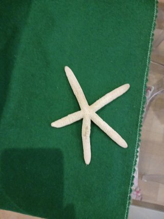 Sacchetto conchiglie esotiche e stella marina