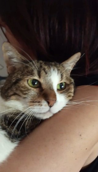 Cuidadora de gatos a domicilio