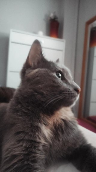 Cuidadora de gatos a domicilio