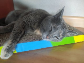 Cuidadora de gatos a domicilio