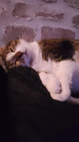 Cuidadora de gatos a domicilio