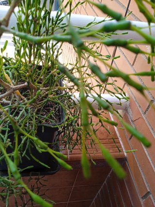Planta Rhipsalis