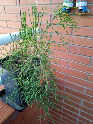Planta Rhipsalis