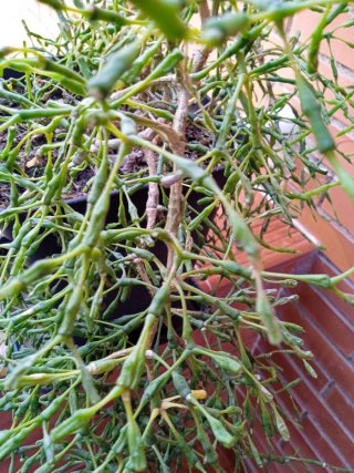 Planta Rhipsalis