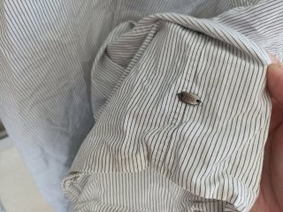 Camisa Hugo Boss Talla XXL Rayas