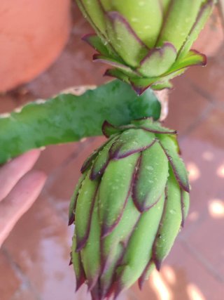Flor de dragón, dando frutos . Preciosa