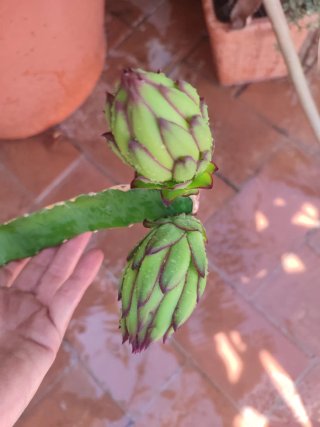 Flor de dragón, dando frutos . Preciosa