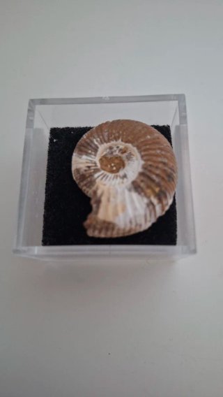 Fósil de Ammonite natural con cajita expositora