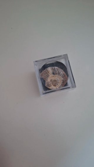 Fósil de Ammonite natural con cajita expositora