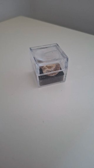 Fósil de Ammonite natural con cajita expositora