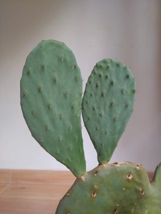 Planta Cactus Chumbera