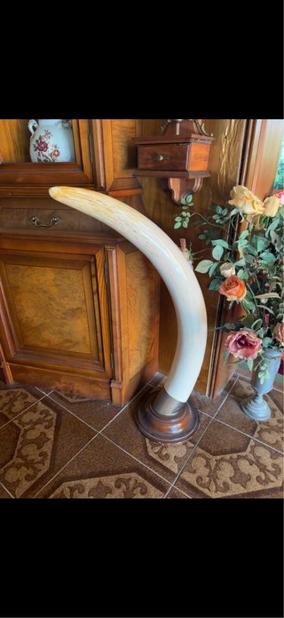 Colmillo Decorativo Grande