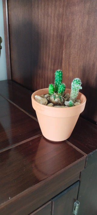 Mix de Cactus Variados en Maceta de Barro Ø9,5 cm