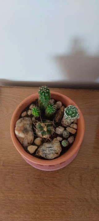 Mix de Cactus Variados en Maceta de Barro Ø9,5 cm