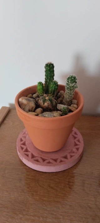Mix de Cactus Variados en Maceta de Barro Ø9,5 cm