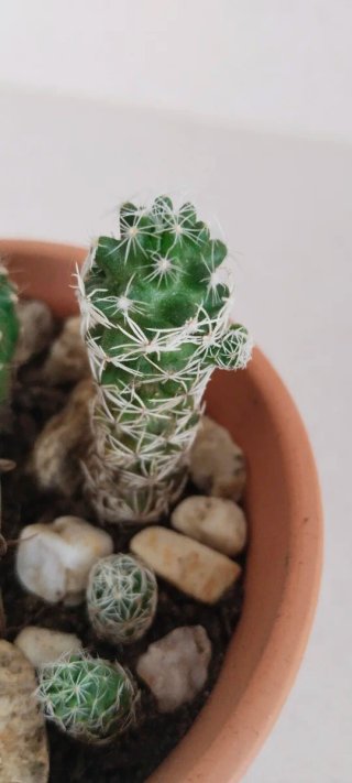 Mix de Cactus Variados en Maceta de Barro Ø9,5 cm