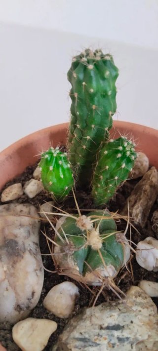 Mix de Cactus Variados en Maceta de Barro Ø9,5 cm