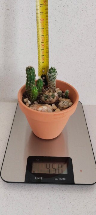 Mix de Cactus Variados en Maceta de Barro Ø9,5 cm