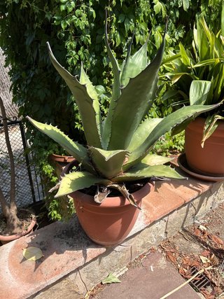 Planta Agave en Maceta