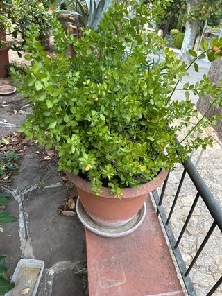 Planta