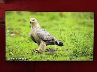 TV LG 65pulgadas con garantía