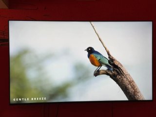 TV LG 65pulgadas con garantía