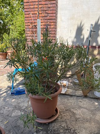 Planta de interior en maceta