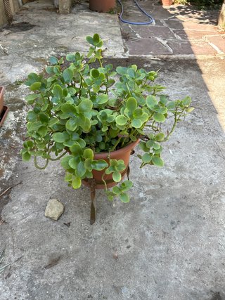 Planta de interior en maceta