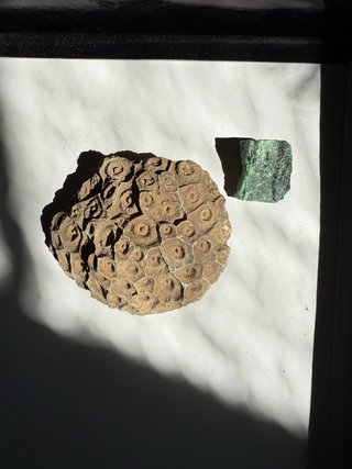 Fósil Coral