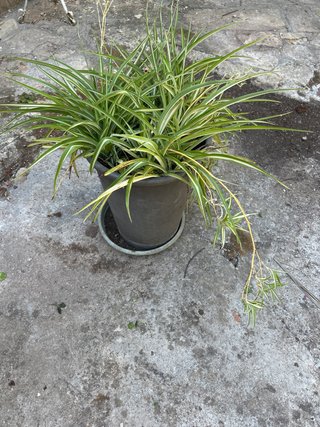 Planta de interior verde y blanca