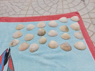 Imanes artesanales para personalizar de conchas