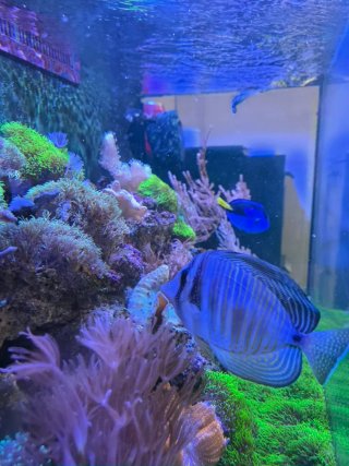 Acuario Marino Completo