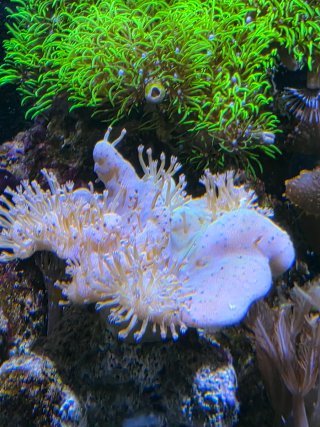 Acuario Marino Completo