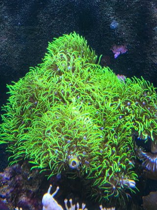 Acuario Marino Completo