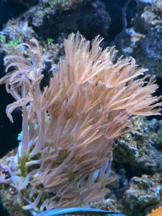 Acuario Marino Completo