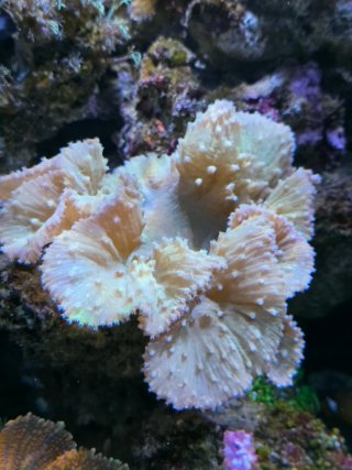 Acuario Marino Completo