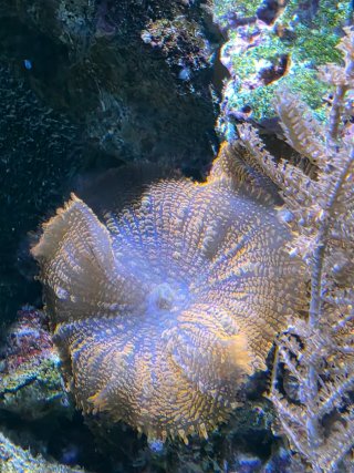 Acuario Marino Completo