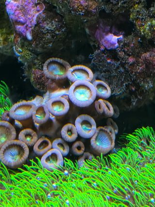 Acuario Marino Completo