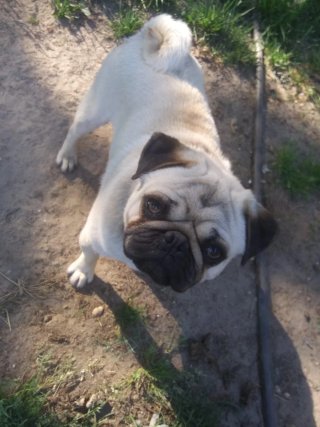 Torrelodones: Paseador de perros y mascotas