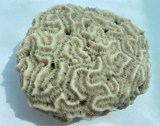 5 Fósiles Marinos Naturales