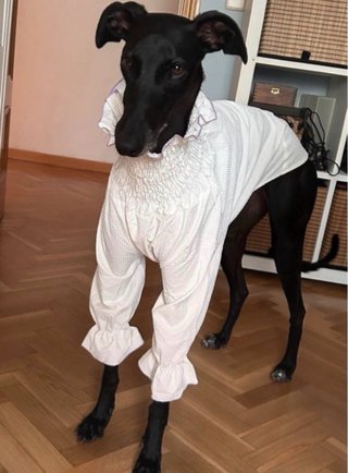 Ropa para galgo/a - Vestido camisa