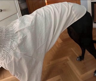 Ropa para galgo/a - Vestido camisa